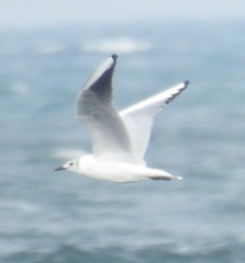 Chroicocephalus ridibundus