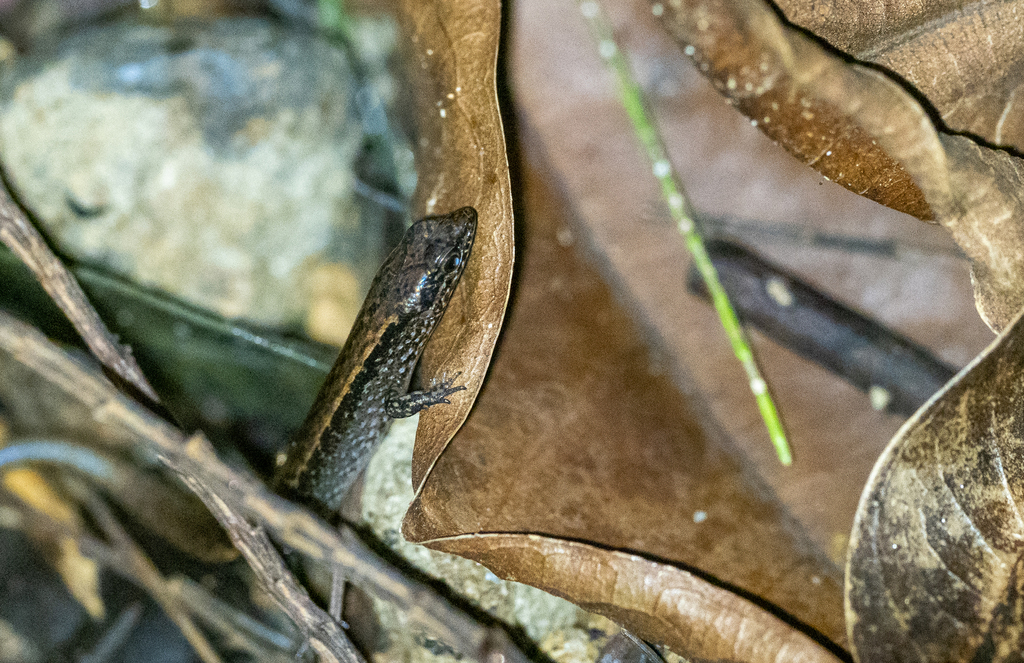 Black-sided Sphenomorphus