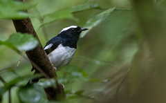 Copsychus luzoniensis