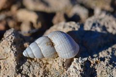 Leonia mamillaris