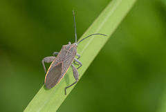 Physomerus grossipes