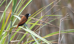 Lonchura atricapilla