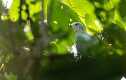 Cream-breasted Fruit Dove (Ramphiculus merrilli), photo 5