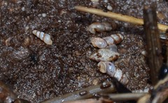 Leucophytia bidentata