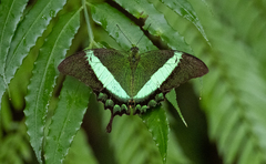 Papilio palinurus