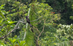 Penelopides manillae