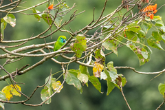 Bolbopsittacus lunulatus