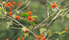 Bolbopsittacus lunulatus