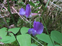 Lathyrus polyphyllus