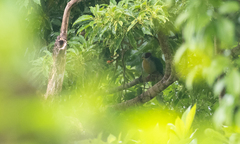 Ptilinopus occipitalis