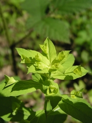 Euphorbia squamosa