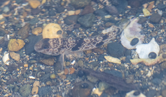 Yongeichthys nebulosus