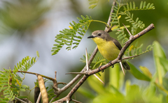 Golden-Bellied Gerygone photo 4