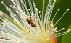 Eristalinus megacephalus