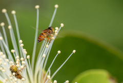 Eristalinus megacephalus