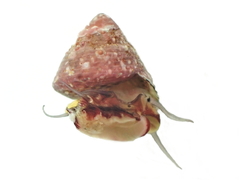 Micrelenchus sanguineus