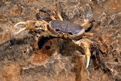 Socotra pseudocardisoma