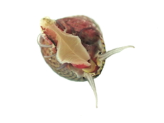 Micrelenchus sanguineus