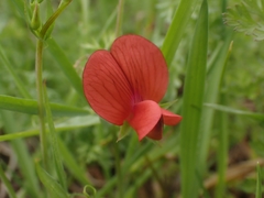 Lathyrus cicera