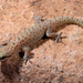 Hemidactylus robustus - Photo (c) Roberto Sindaco,  זכויות יוצרים חלקיות (CC BY-NC-SA), uploaded by Roberto Sindaco