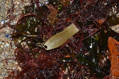 Scyliorhinus canicula