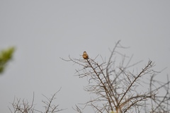 Mirafra rufocinnamomea