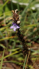 Wahlenbergia fasciculata