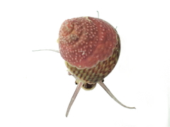 Micrelenchus sanguineus