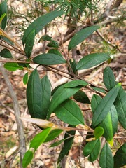 Pomaderris ligustrina