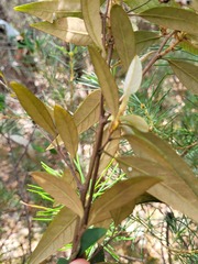 Pomaderris ligustrina