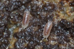 Buchnerillo atlanticus