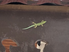 Phelsuma dubia