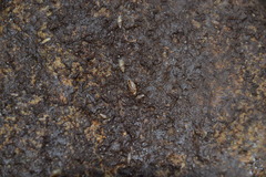 Buchnerillo atlanticus