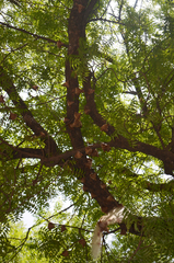 Epomophorus gambianus