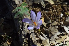 Crocus serotinus