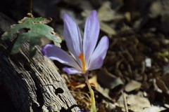 Crocus serotinus