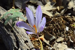 Crocus serotinus