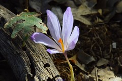 Crocus serotinus