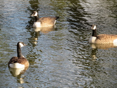 Branta canadensis