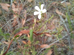 Orianthera