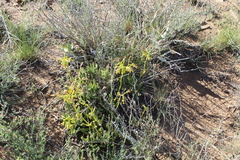 Cotyledon campanulata