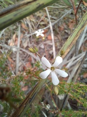 Orianthera