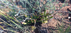 Cotyledon campanulata