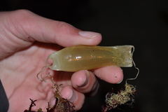 Scyliorhinus canicula