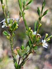 Harmogia densifolia