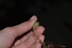 Scyliorhinus canicula