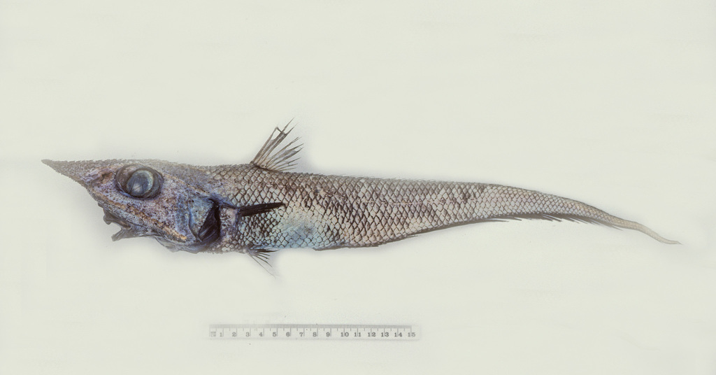 Rough-Head Whiptail
