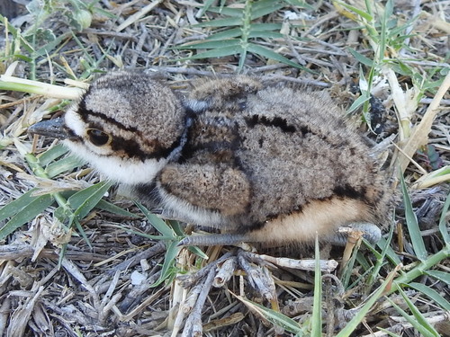 Killdeer photographed in Texas