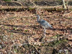 Ardea cinerea