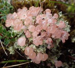 Phyllobaeis imbricata